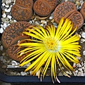 Lithops aucampiae 'Kuruman' C325
цветок 5 см