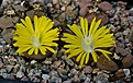 Lithops terricolor 'peersii' C131