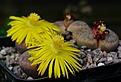 Lithops schwantesii C80