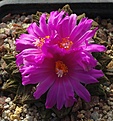 Ariocarpus scapharostrus