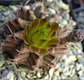 Gymnocalycium mihanovichii VoS-26