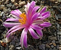 Ariocarpus kotschoubeyanus macdowellii