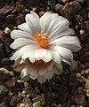 Ariocarpus kotschoubeyanus albiflorus /Tula, Tam