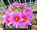 Mammillaria schumannii