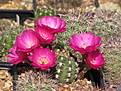 Lobivia wrightiana spp. Winteriana BLMT 468.04