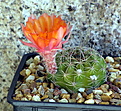 Lobivia haemathantha v. hualfinensis WR 146