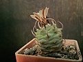 Turbinicarpus klinkerianus №1