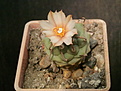 Turbinicarpus klinkerianus №1