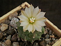 Turbinicarpus klinkerianus №2