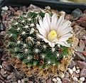 Mammillaria coahuilensis SB699