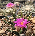 A.agavoides