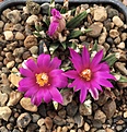 A.agavoides