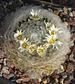 Mammillaria albicoma P486