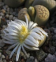 Lithops marmorata 'diutina' C260