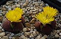 Lithops lesliei acf 'Fred's Redhead'