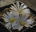 Lithops karasmontana 'signalberg' C328