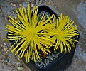 Faucaria tigrina