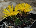 Faucaria tigrina