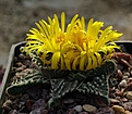 Faucaria tuberosa (?)