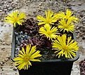 Faucaria hooleae /Mitford Park