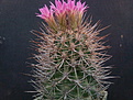 Neoporteria wagenknechtii