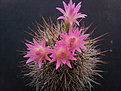 Neoporteria wagenknechtii