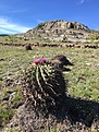 F.recurvus Concepción Buenavista, Oaxaca 2018