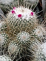 Mammillaria geminispina 'nobilis'