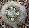 Mammillaria albicoma P486