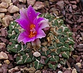 Ariocarpus kotschoubeyanus