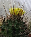 Ferocactus setispinus