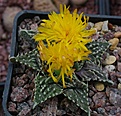 Faucaria tuberosa