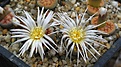 Lithops karasmontana mickbergensis' C168