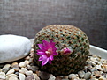 Mammillaria huitzilopochtlii