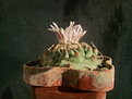 Turbinicarpus panarattoi Pan 68