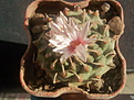 Turbinicarpus panarattoi Pan 68