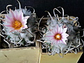 Turbinicarpus schmiedickeanus S 3