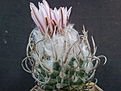 Turbinicarpus schmiedickeanus S 3