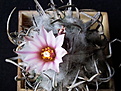 Turbinicarpus schmiedickeanus S 3