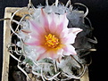 Turbinicarpus schmiedickeanus S 3