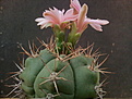 Gymnocalycium paraguaiense