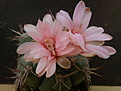 Gymnocalycium paraguaiense