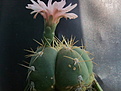 Gymnocalycium horstii v.bueneckeri