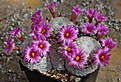 Mammillaria herrerae, старое растение