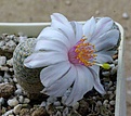 Mammillaria herrerae albiflora, сеянец