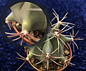 Ferocactus Hystrix