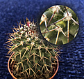 Mammillaria polythele
