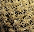 Mammillaria herrerae albiflora