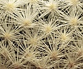 Mammillaria humboldtii