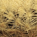 Mammillaria lasiacantha SB1063